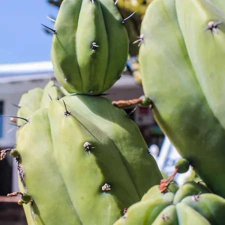 别墅 Cactus Piscina Climatizada *