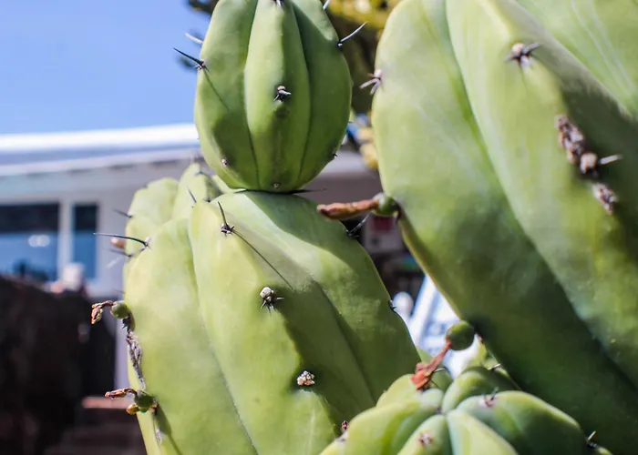 Вилла Cactus Piscina Climatizada *