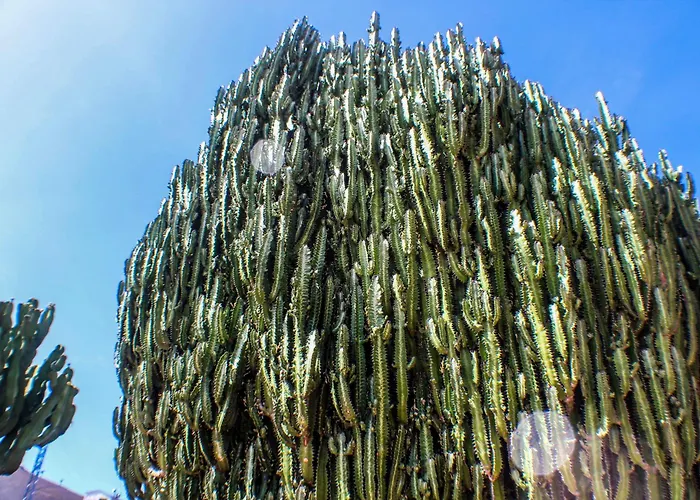Cactus Piscina Climatizada Villa La Asomada (Lanzarote)