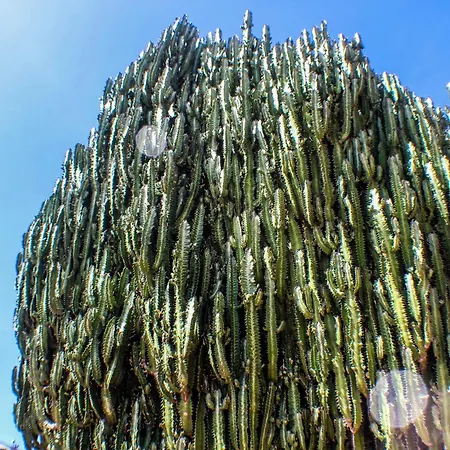 Cactus Piscina Climatizada Villa La Asomada (Lanzarote)